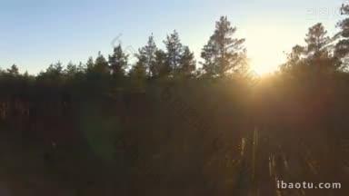 日落时松树林中阳光的鸟瞰图